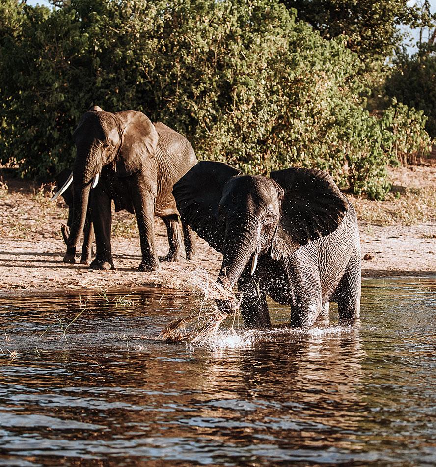 Chobe National Park