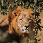 A male lion in full portrait in the Moremi Game Reserve