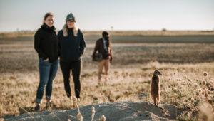 Eine Erdmännchen-Kolonie in den Makgadikgadi-Pfannen