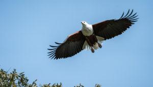 An African Fish Eagle flying with wings spread wide