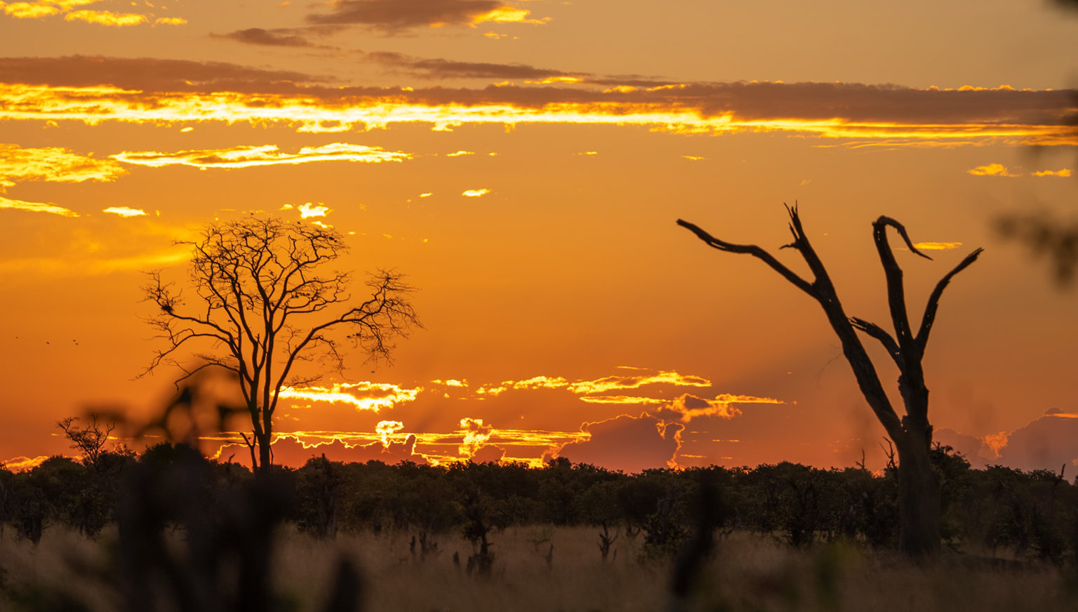 Chobe National Park Tours | Chobe Safari Travel Guide