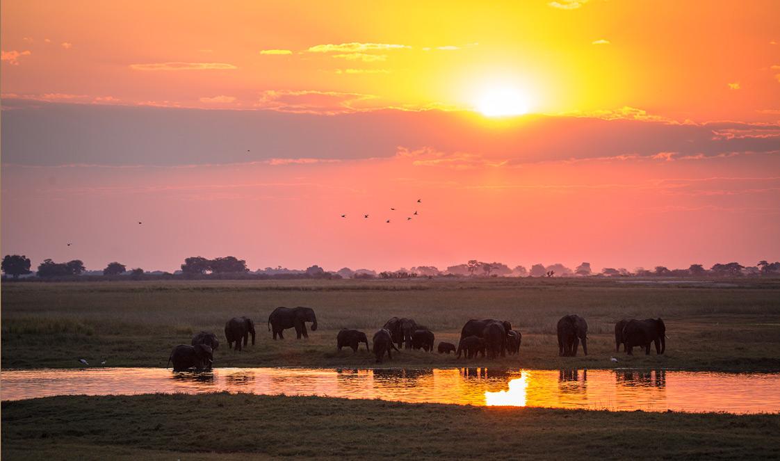 Chobe National Park Tours | Chobe Safari Travel Guide