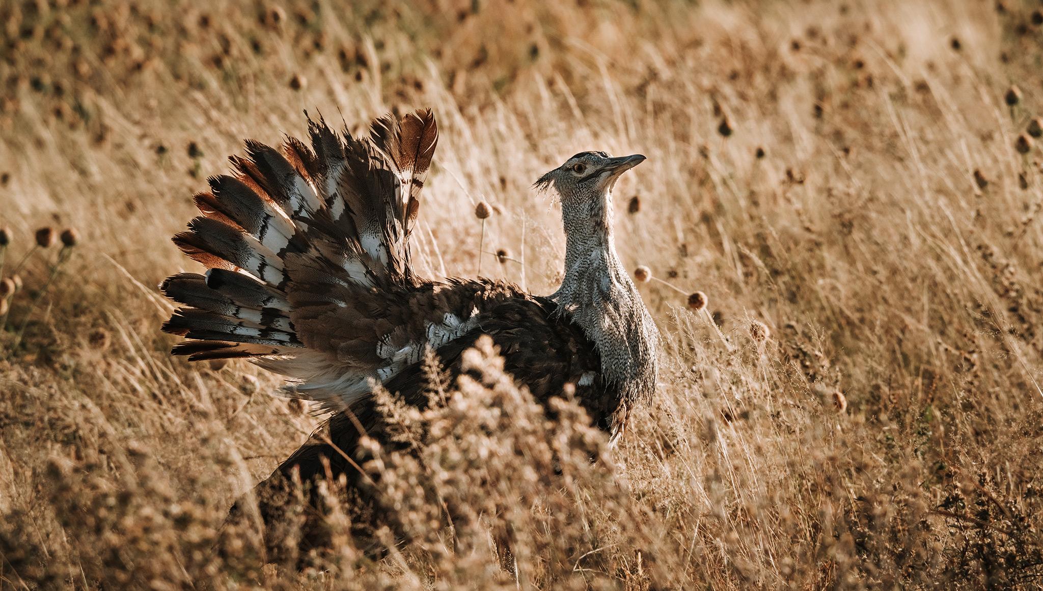 Botswana Birds Birds of Botswana List