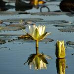 water lily