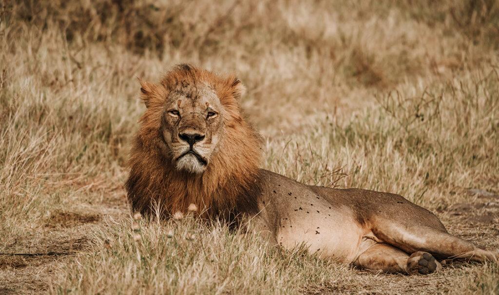 safari botswana en tente