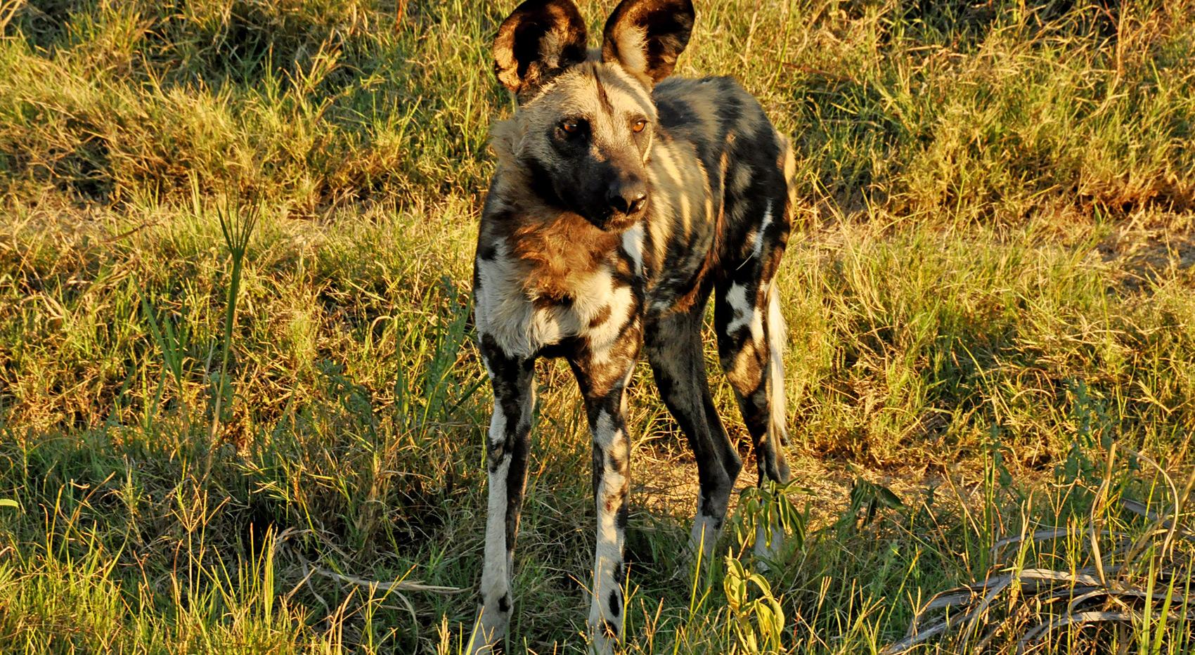An African wild dog standing with its ears peeled. An African wild dog standing with its ears peeled.