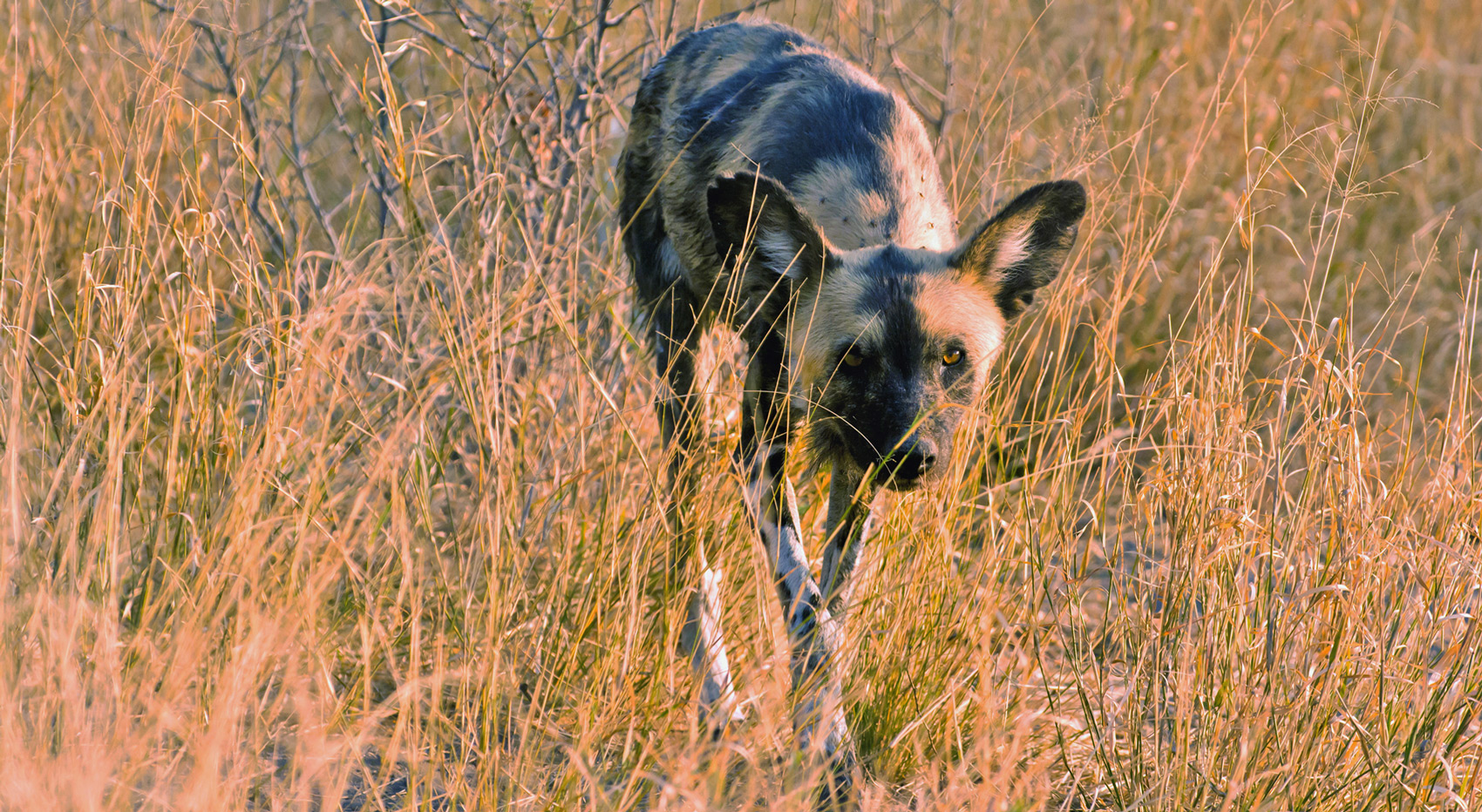 An African wild dog walking through high grass. An African wild dog walking through high grass.