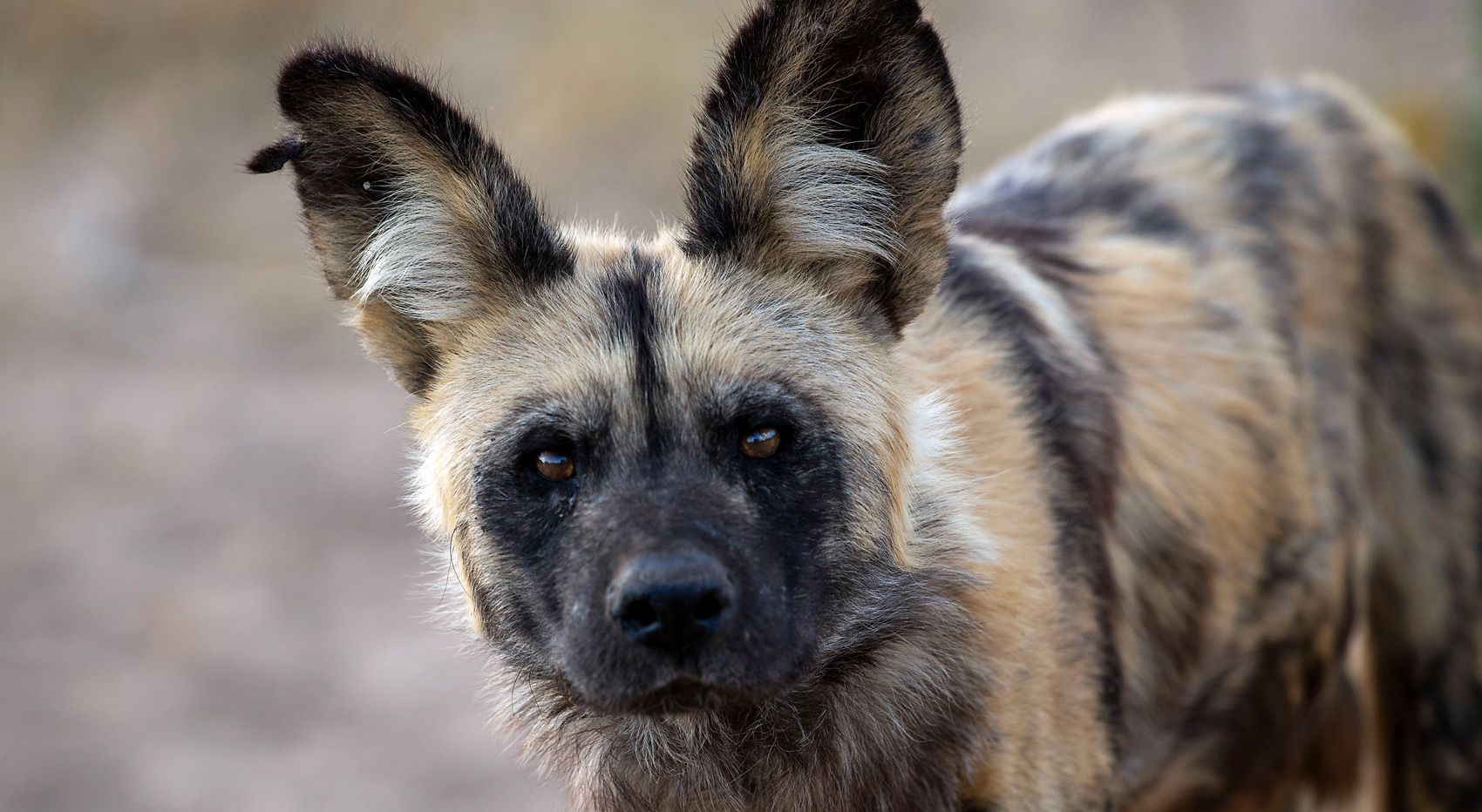 An african wild dog glancing at the camera. An african wild dog glancing at the camera.