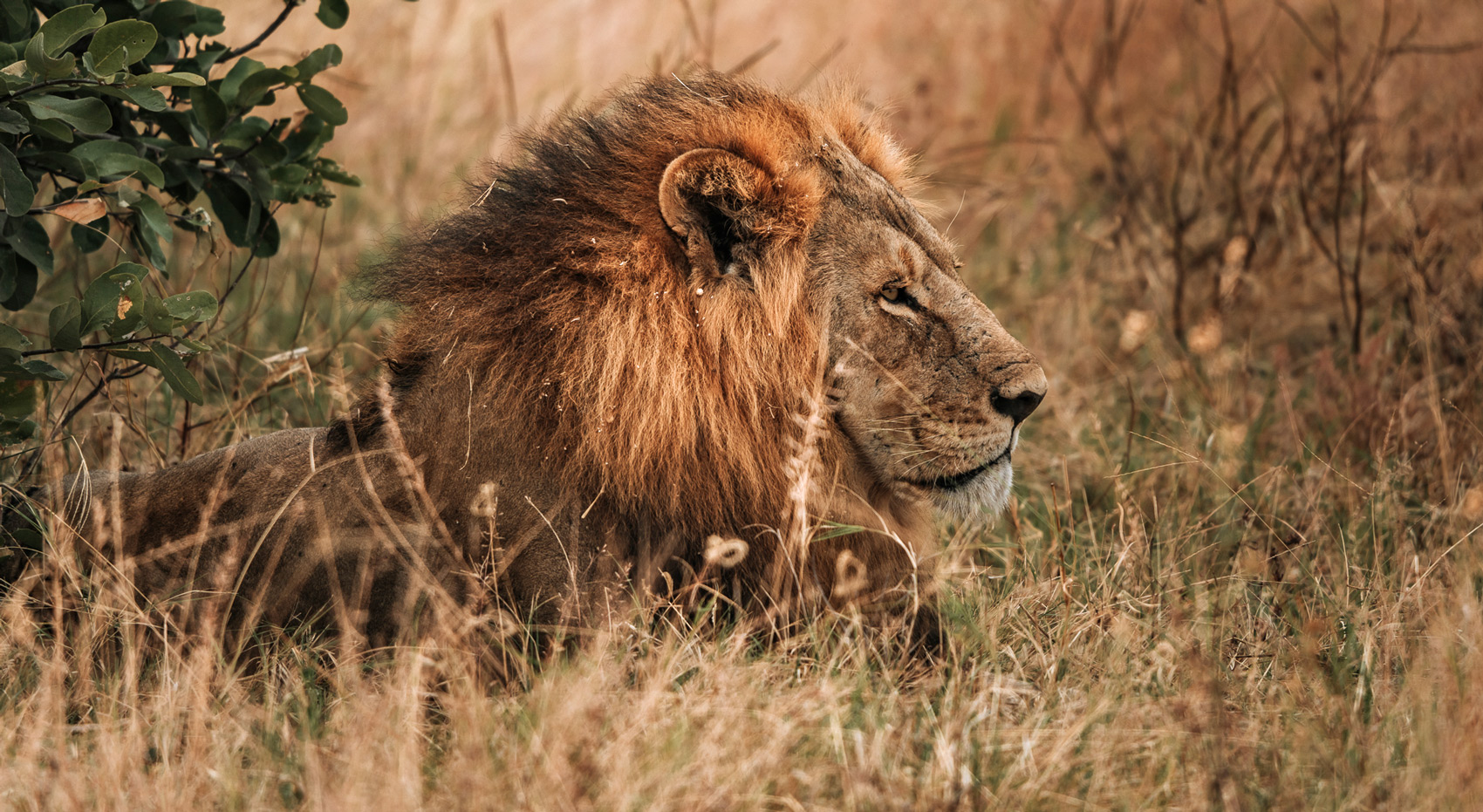 Ein männlicher Löwe in Botswana. Ein männlicher Löwe in Botswana.