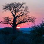 The sun sets behind a tree painting the sky purple and pink.