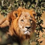 A closeup of a male lion standing in the bushes.