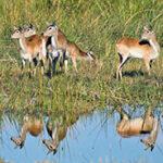 Lechwe Antelopes at Blue Lagoon National Park.
