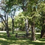 Trees at a campsite grounds at a campsite in Lusaka.