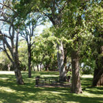 Campsite grounds in Lusaka with large trees.