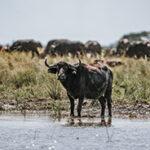 A buffalo standing on the banks of the Chobe River.