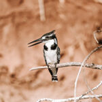 A Kingfisher bird sitting on a thin branch.