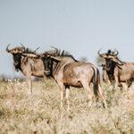 Three wildebeest on the Liuwa Plains in Zambia.