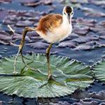 A bird balancing on a water lily in the Kasanka Swamp in Zambia.