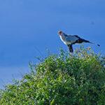 A Secretary bird on a bush, seen on a guided self-drive safari in Zambia.