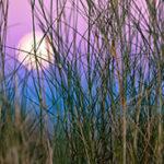 The moon rises behind tall grass somewhere in Zambia's wilderness areas.