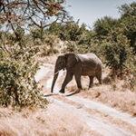 An elephant crossing the road on a 4x4 road in Moremi Game Reserve.