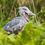 A shoebill stork opening its mouth.