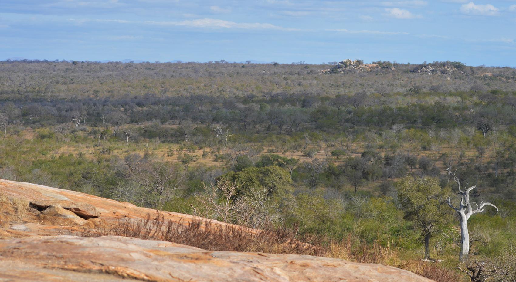 A landscape in Kruger National Park.