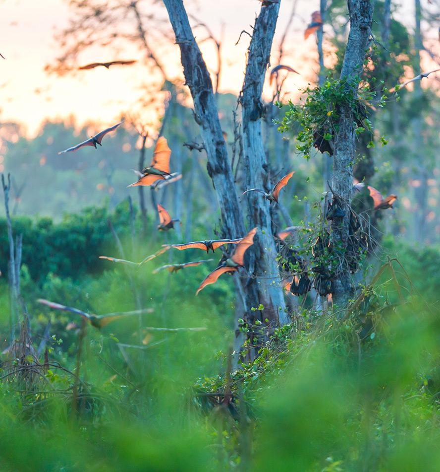 Kasanka National Park