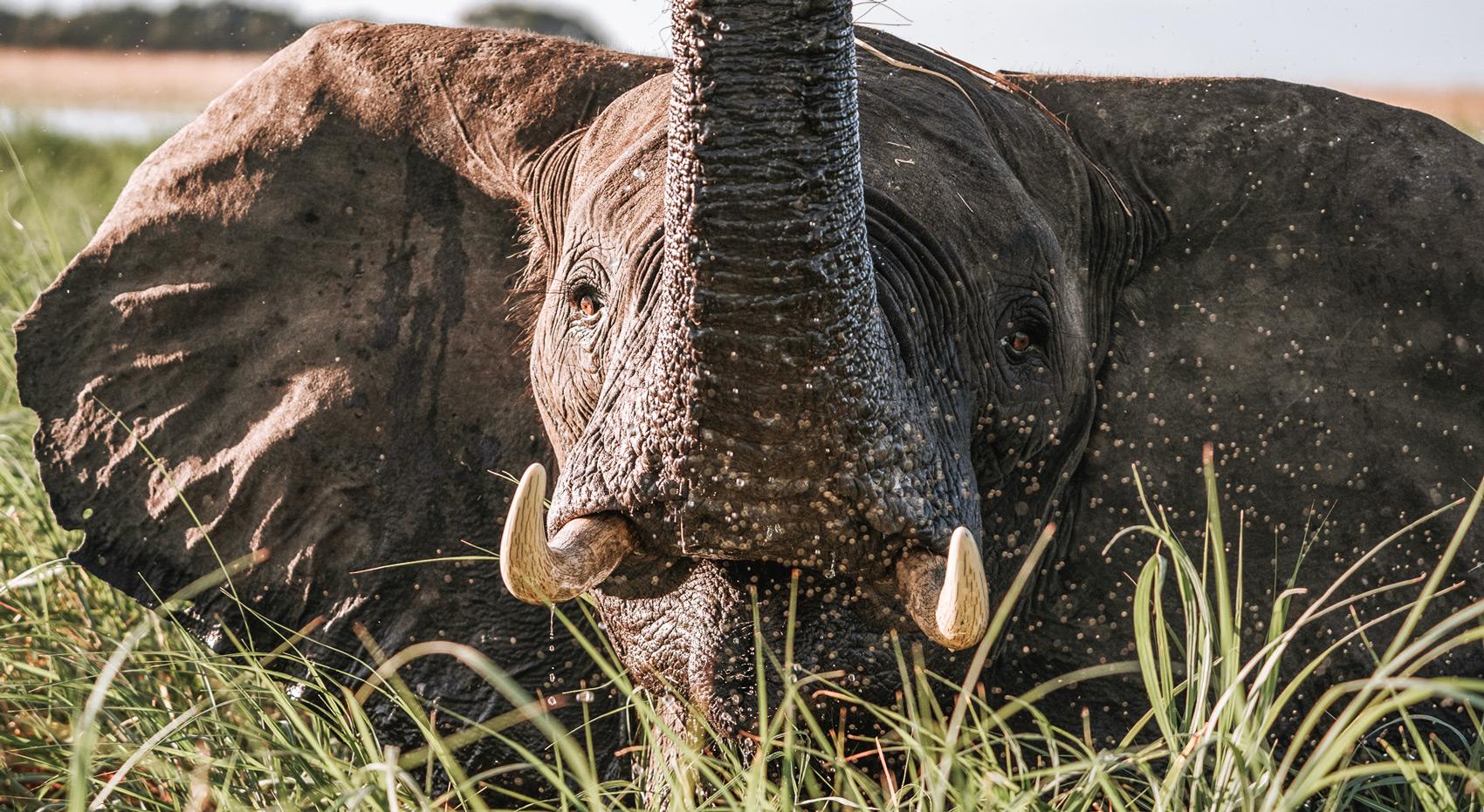 An elephant splashing around in the Chobe River with his trunk. 