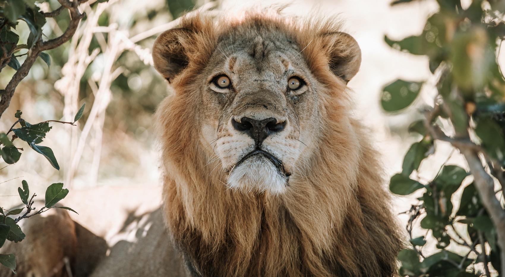 A close-up of a male lion in Chobe National Park.
