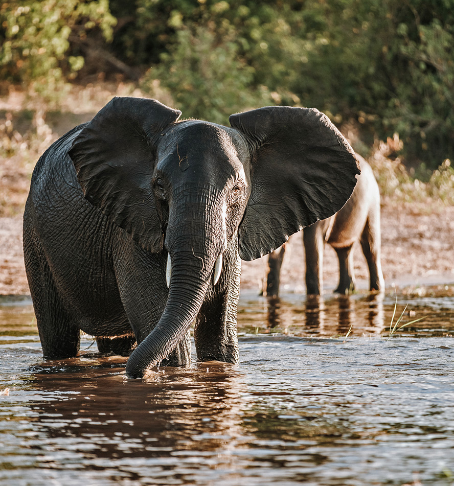 Chobe Nationalpark