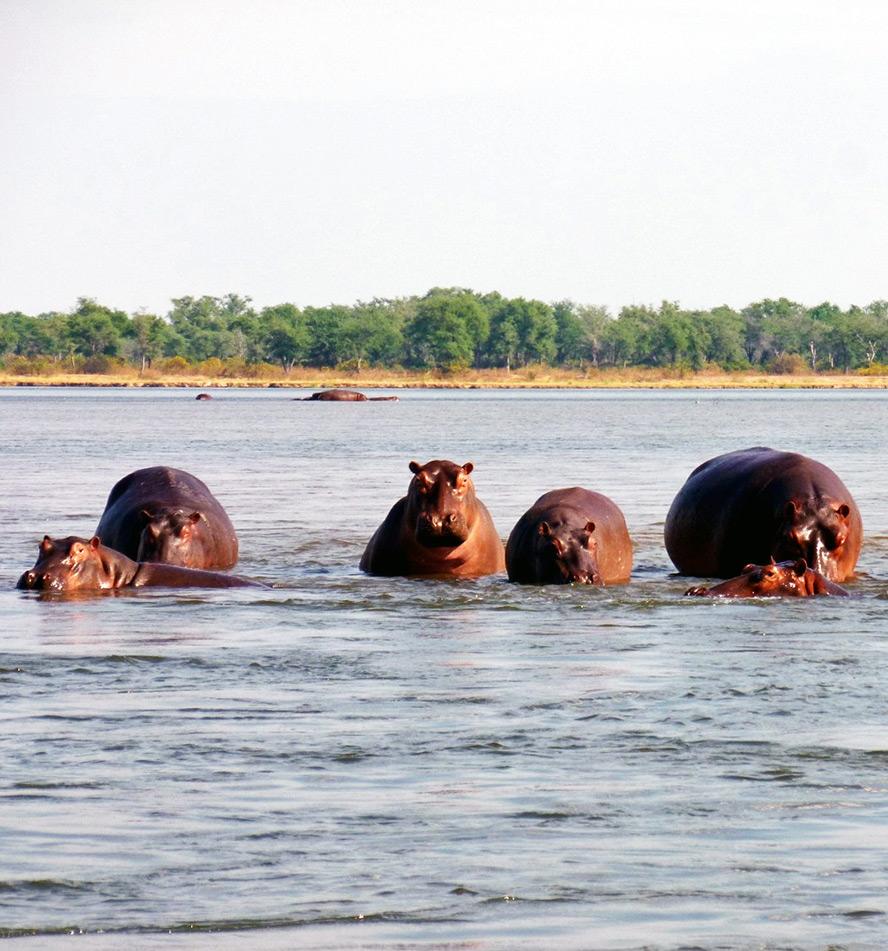 Kafue Nationalpark