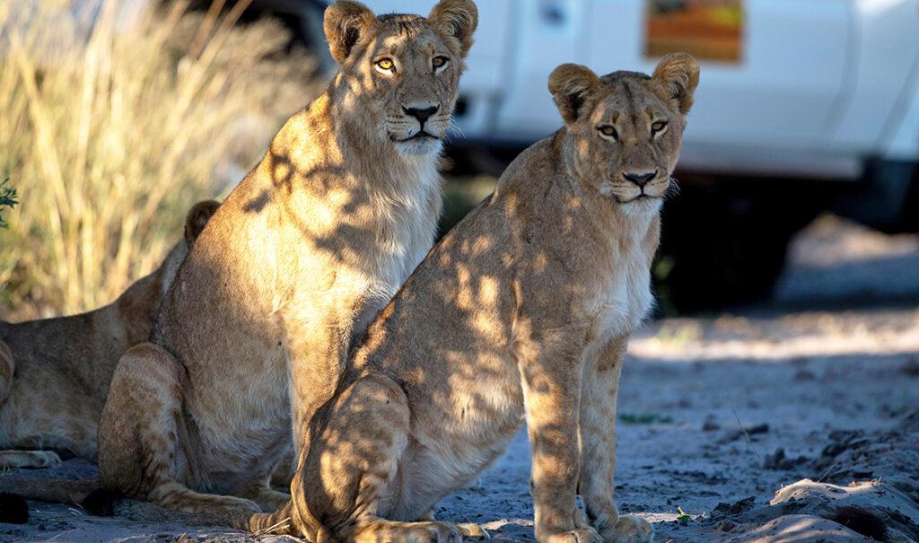 Lions sit on a road, a rental vehicle in the background on a 4x4 offroad safari in Botswana.