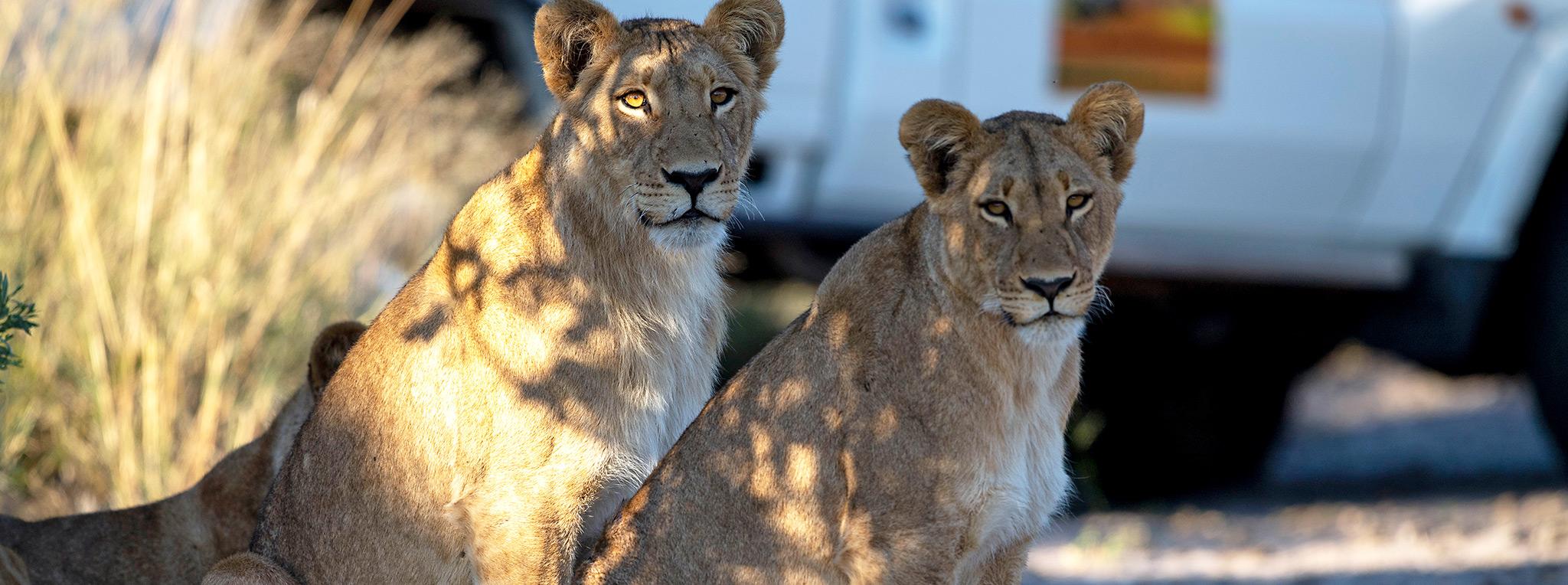 Lions sit on a road, a rental vehicle in the background on a 4x4 offroad safari in Botswana.