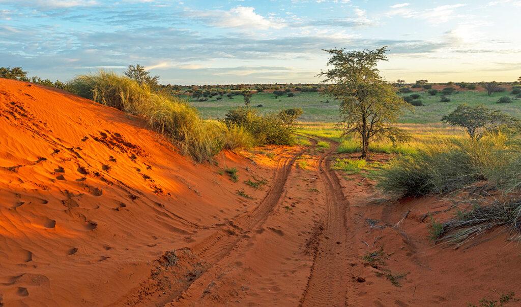Scenic landscape with red dunes and green grass on a Namibia and Botswana guided self-drive safari.