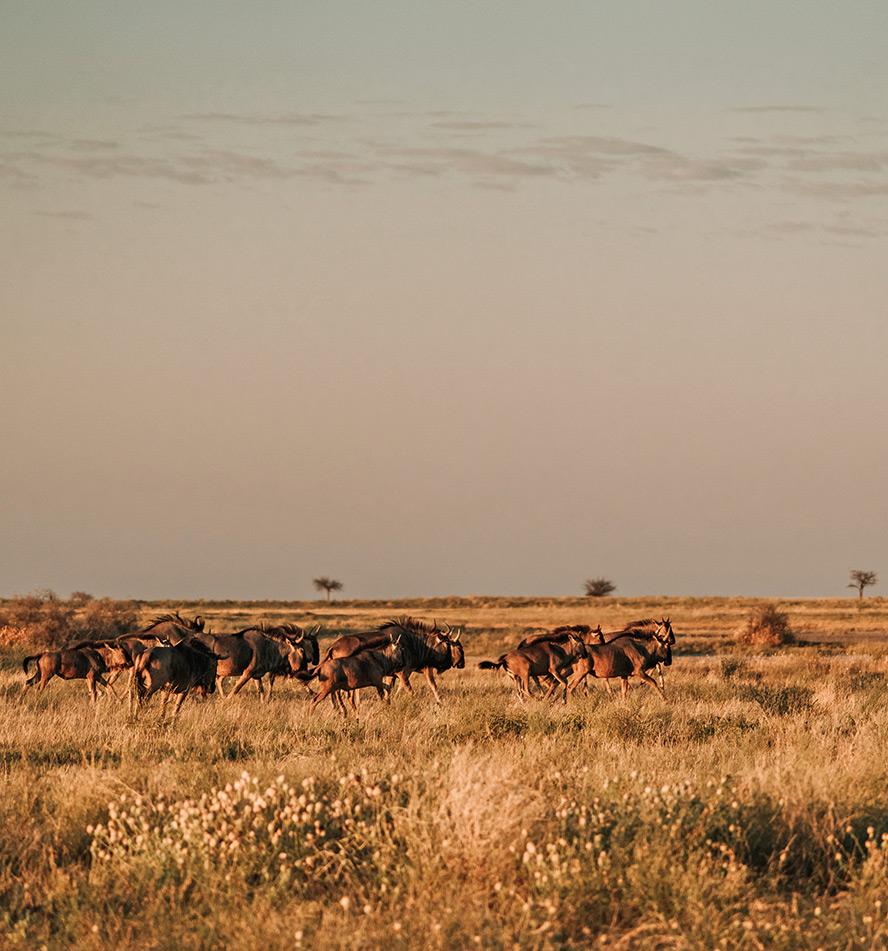 Liuwa Plains Nationalpark