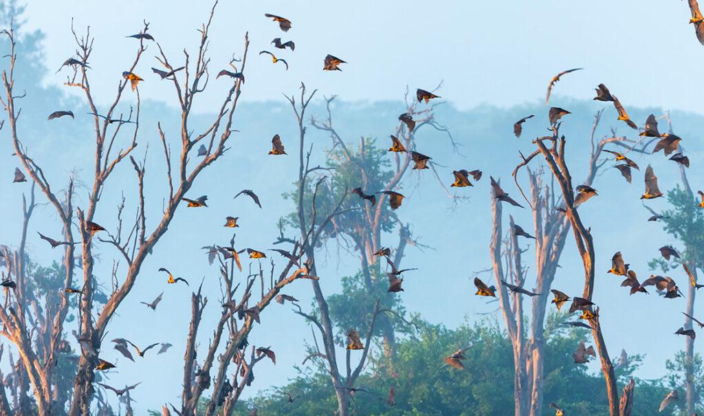 Bats flying in Kasanka Forest, as part of the largest bat migration, trees in the background.