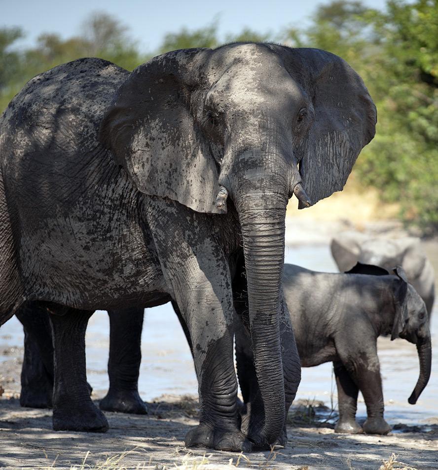 Chobe Forest Reserve