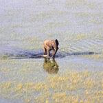 Elephant from air near Setari Camp in the Okavango Delta