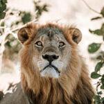 Profil eines männlichen Löwens in der Savuti Region, Botswana