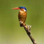 Ein Eisvogel auf einem Ast