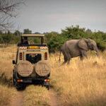 Pirschfahrt in einem Safarifahrzeug in Simabwe