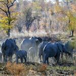 Eine große Herde Elefanten in der Nähe des Robin’s Camp bei Hwange