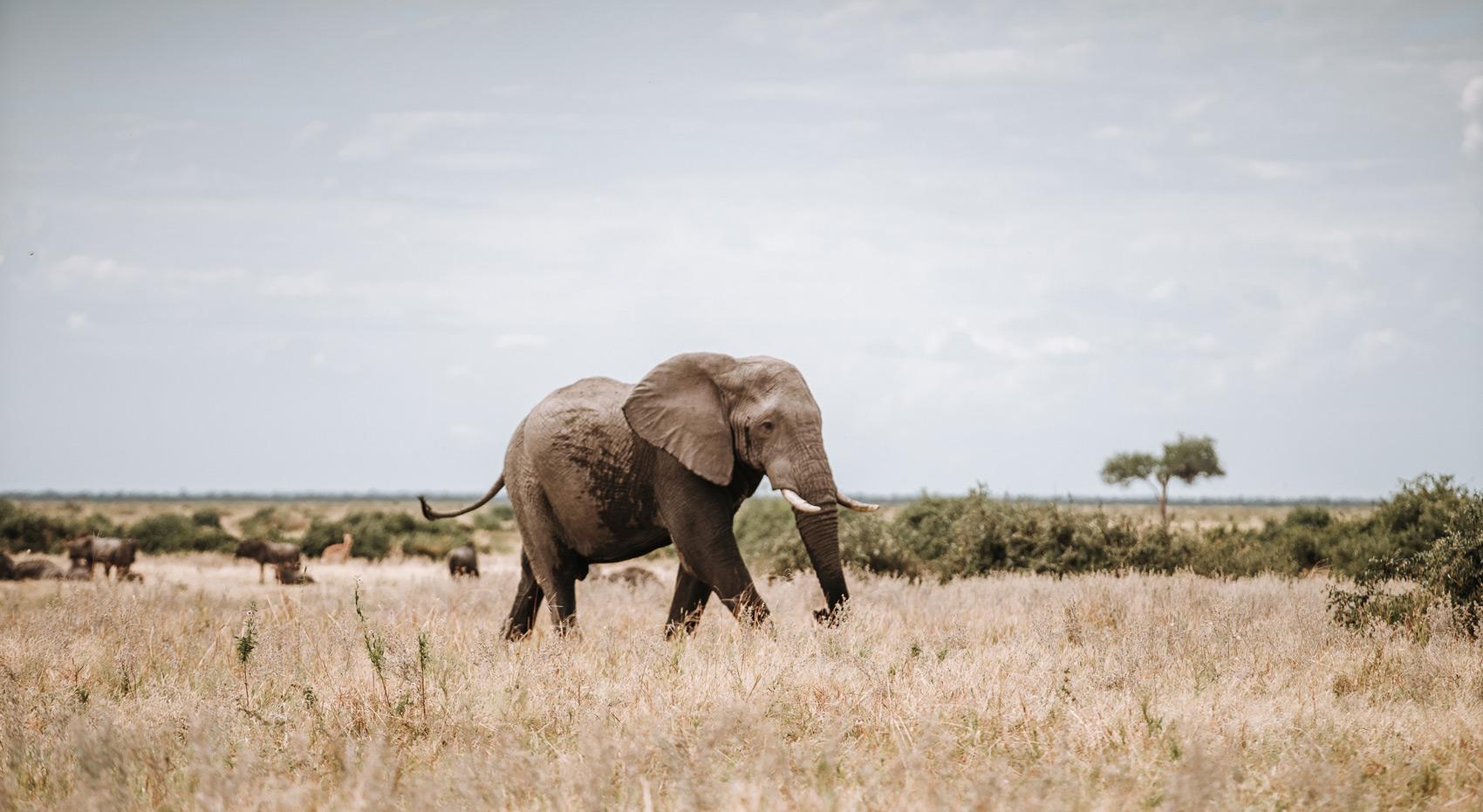 Ein Elefant in Savuti während der Trockenzeit. Die Botswana Safari Kosten sind in dieser Saison am höchsten. 