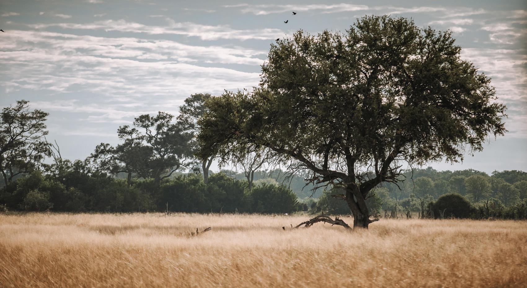 A landscape photo taken in Moremi Game Reserve. A landscape photo taken in Moremi Game Reserve.