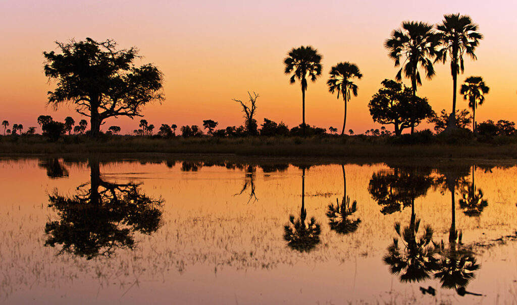 Floodplains in Zambia at sunset with palm trees on the horizon.