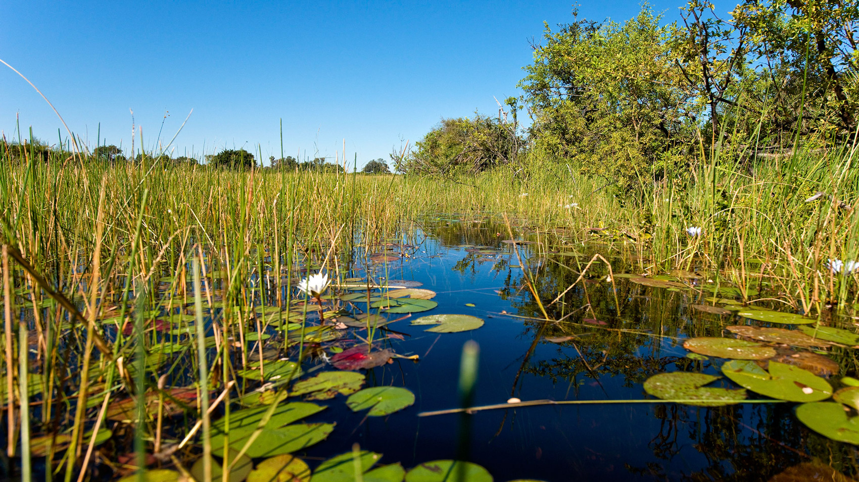 A narrow waterway in the Okavango Delta. A narrow waterway in the Okavango Delta.