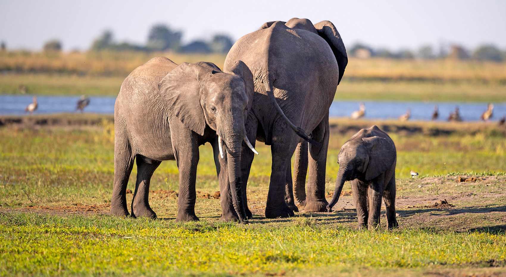 Elephants at a waterhole. Elephants at a waterhole.