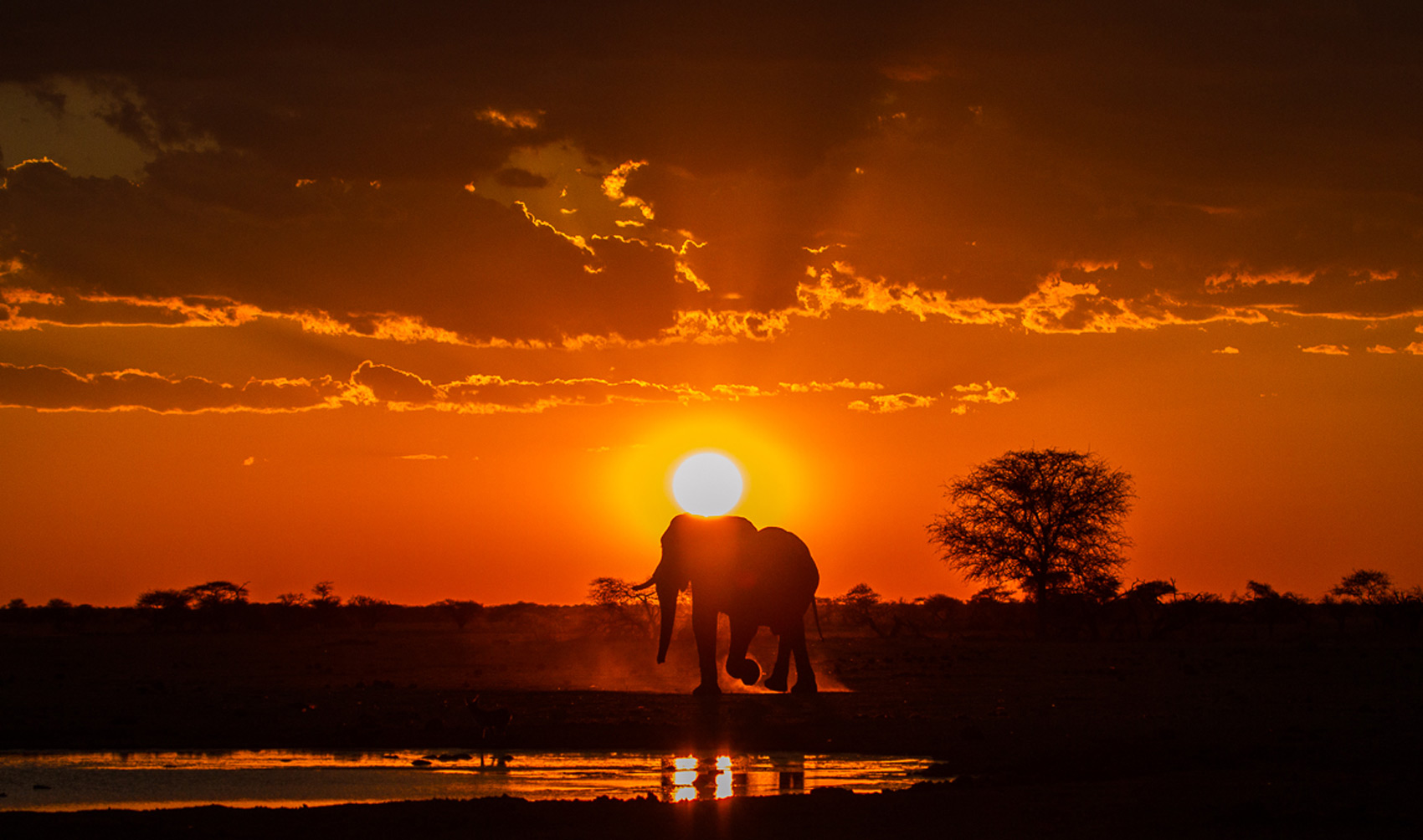 An elefant at sunset in Botswana