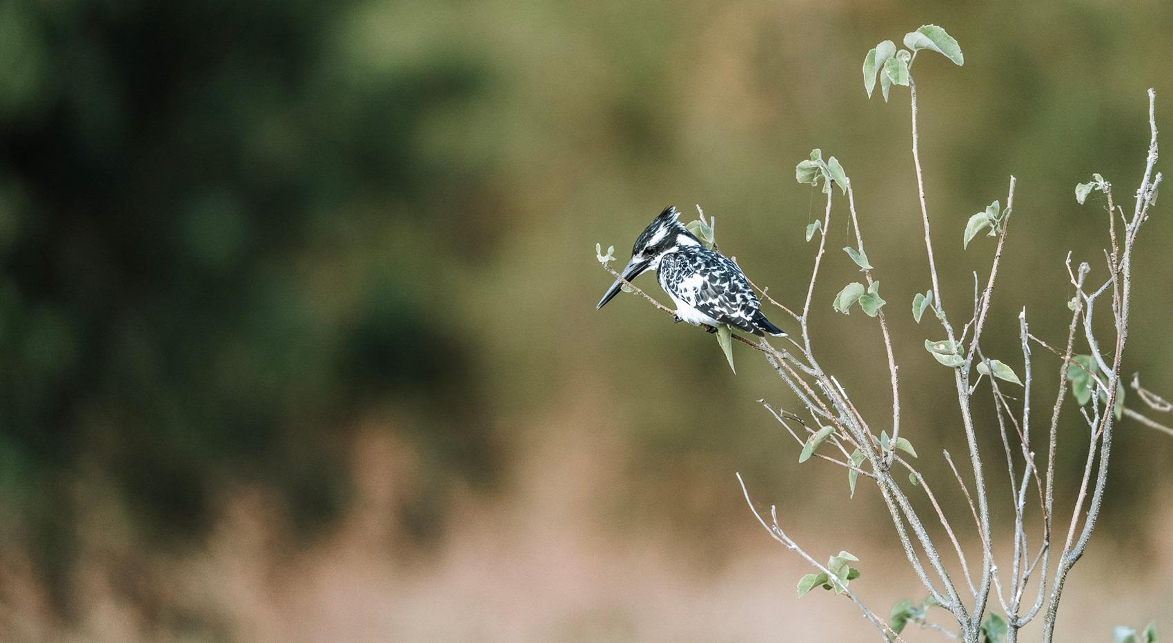 A pied kingfisher sitting on a branch looking down. A pied kingfisher sitting on a branch looking down.